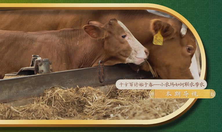 鄉(xiāng)土中國-墾地融合在行動第二季-3：《小農(nóng)場如何聯(lián)農(nóng)帶農(nóng)》